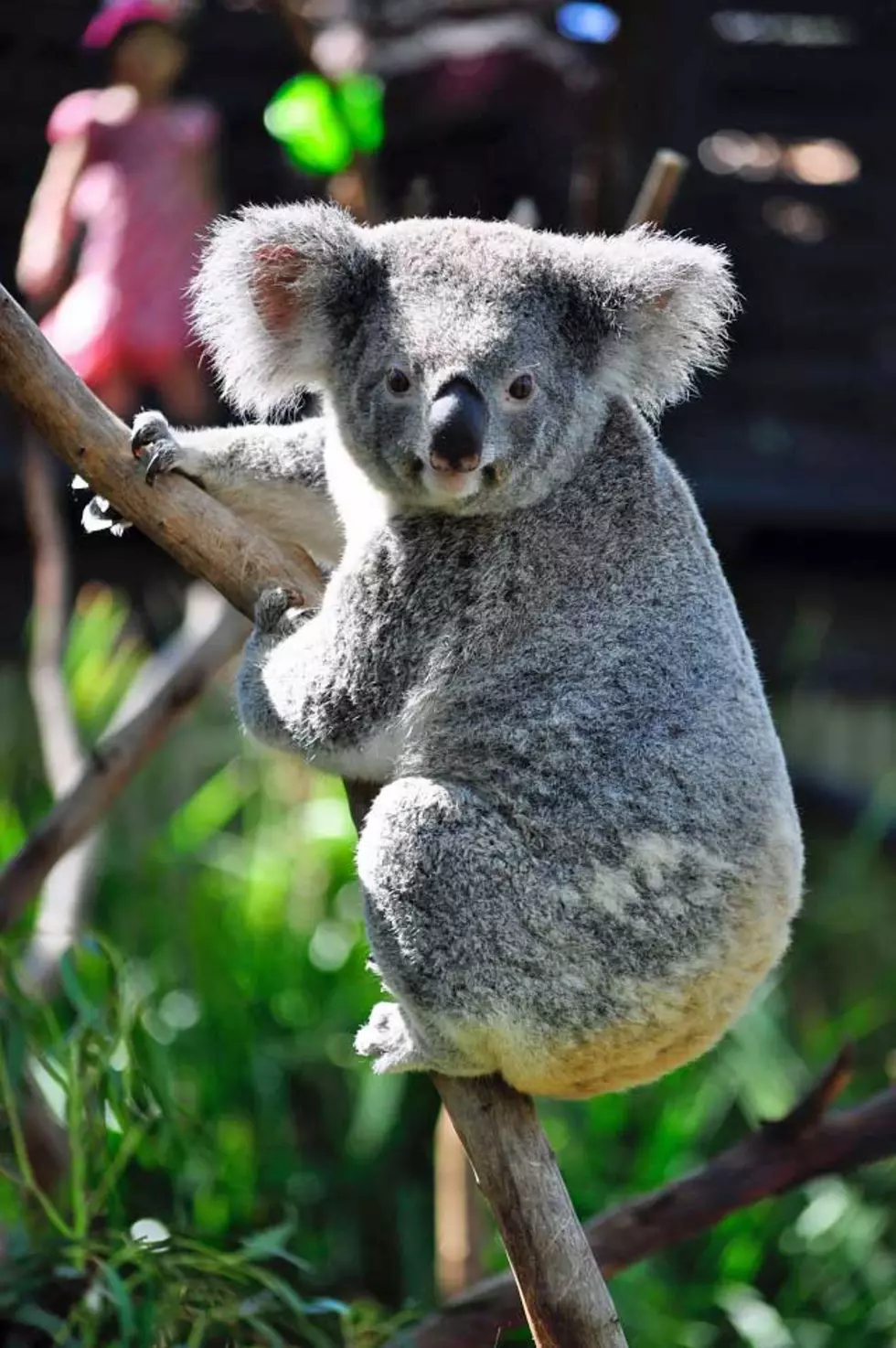 Koala