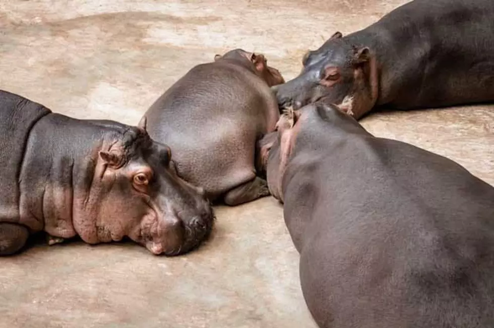 Pigmy Hippos