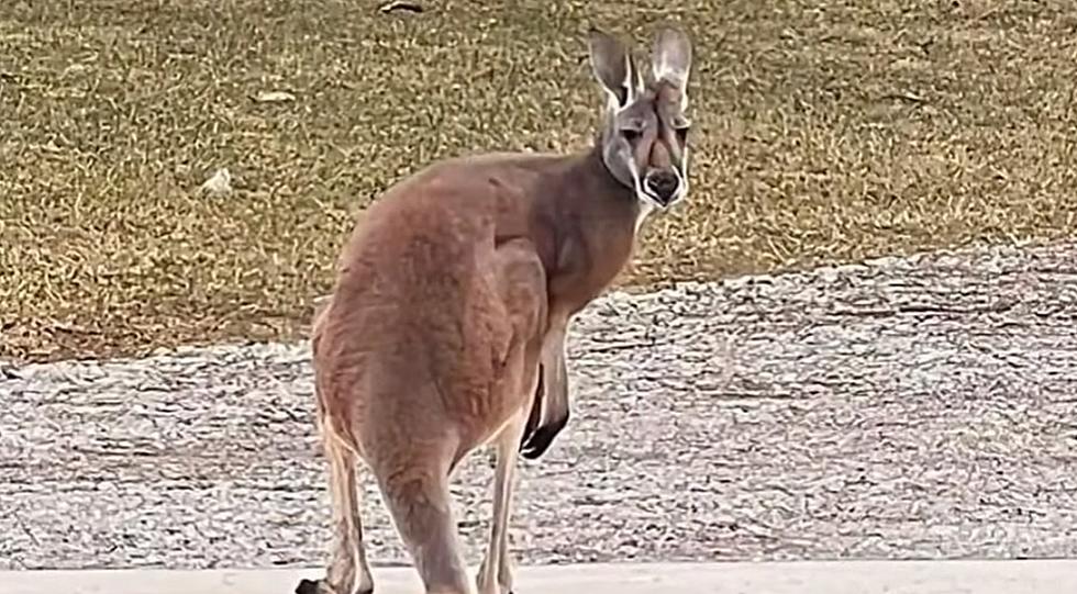 Why Was A Kangaroo In This Michigan Driveway?