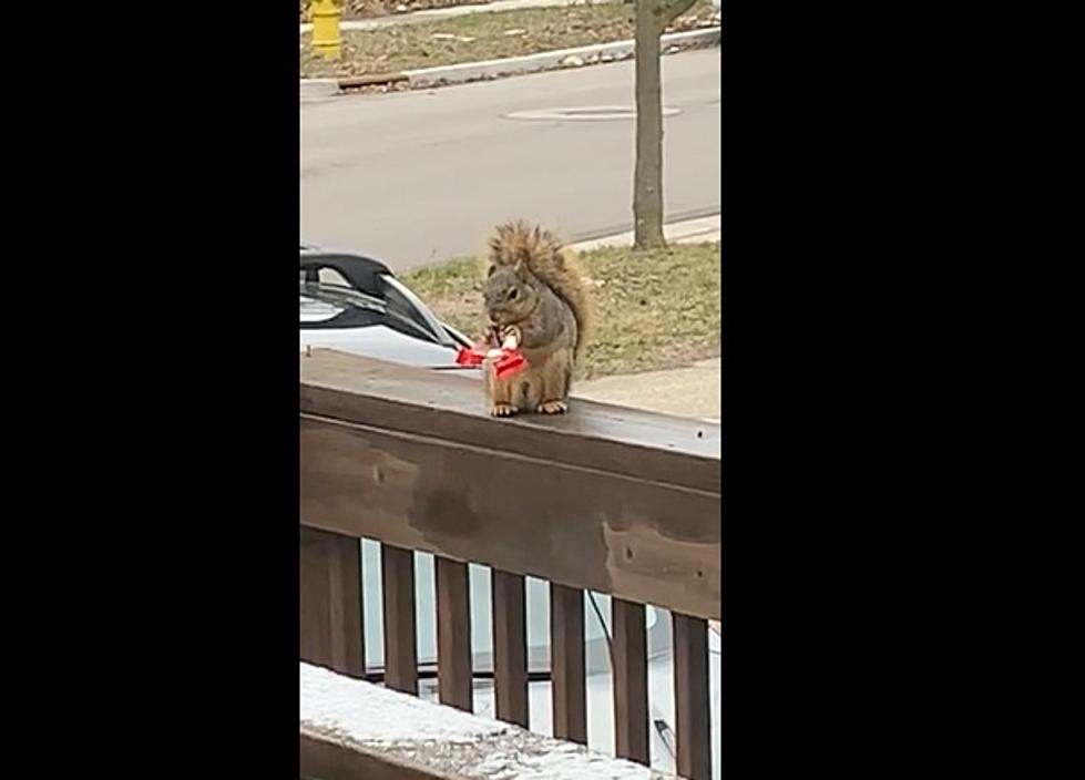WATCH: Grand Rapids’ “KitKat Squirrel” Doesn’t Want To Share