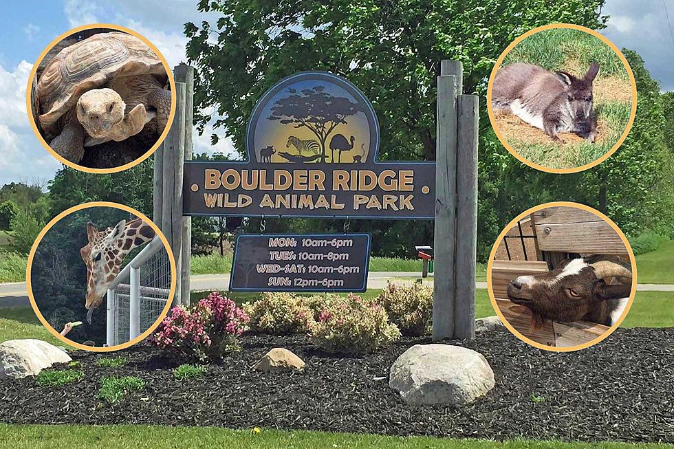 Visit the Boulder Ridge Wild Animal Park This Weekend