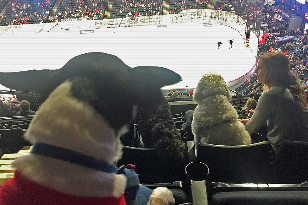 Take Your Dog to a Grand Rapids Griffins Hockey Game!