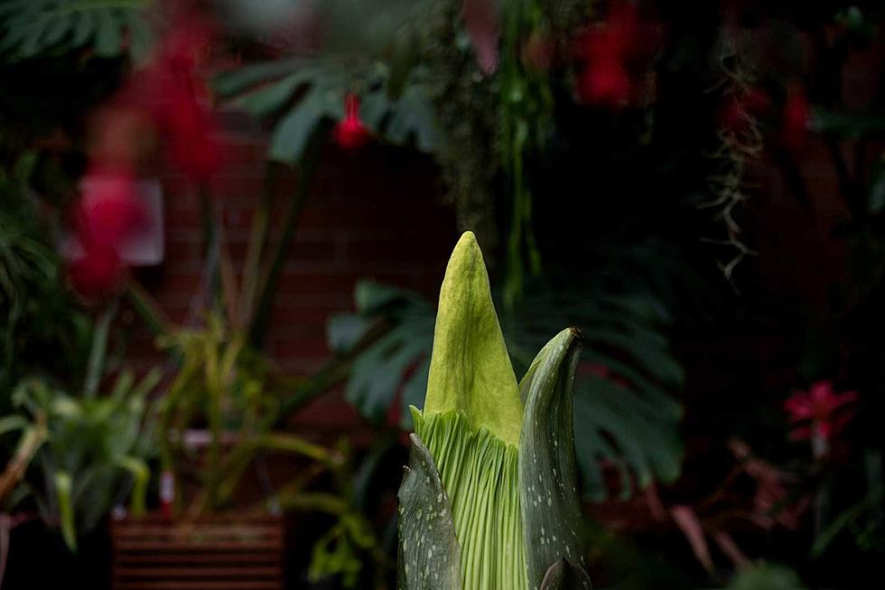 The Corpse Flower is Blooming at Grand Valley State University