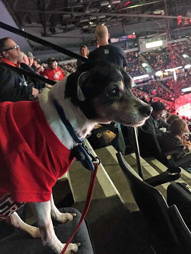 Take Your Dog to a Grand Rapids Griffins Hockey Game!