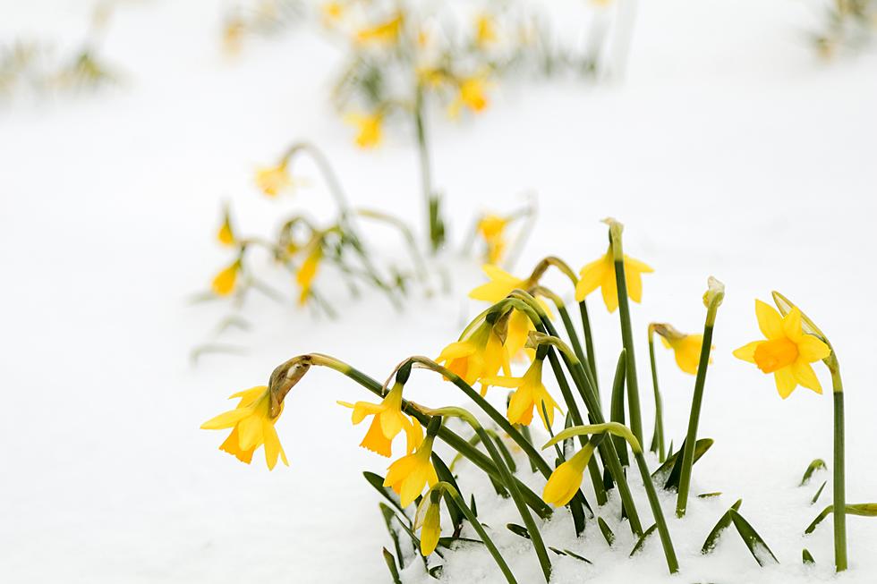 The Difference Between This Spring And Last Spring Is Obvious In Stunning Photo