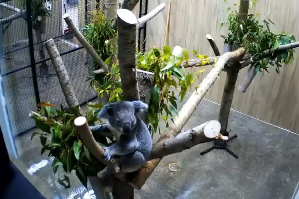 Live Webcam Set up to Watch the Koala Bears at John Ball Zoo