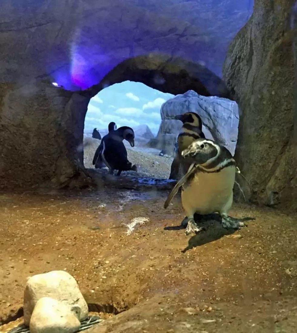 Penguins