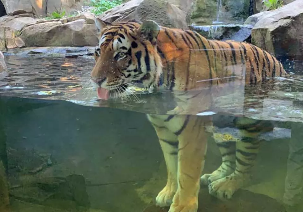 Tiger in Water