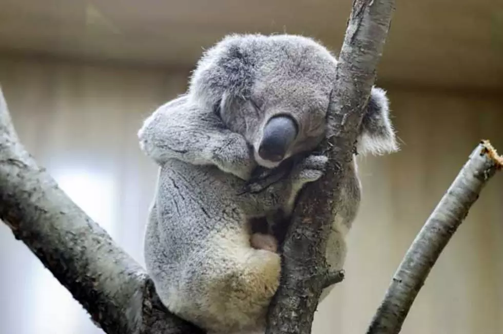 Sleeping Koala