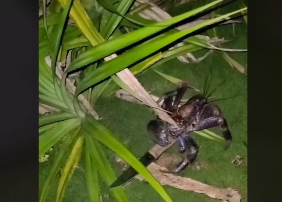 West Michigan Man&#8217;s Run In With Knife Wielding Crab Goes Viral