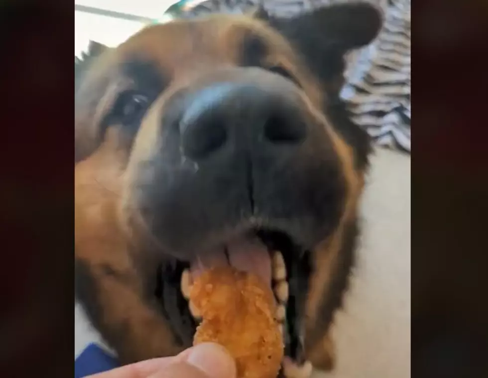 WATCH: Adorable Dogs Seeking Adoption By Eating Chicken Nuggets