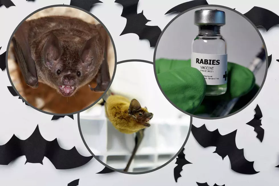 Some Bats Have Tested Positive for Rabies in Kent County