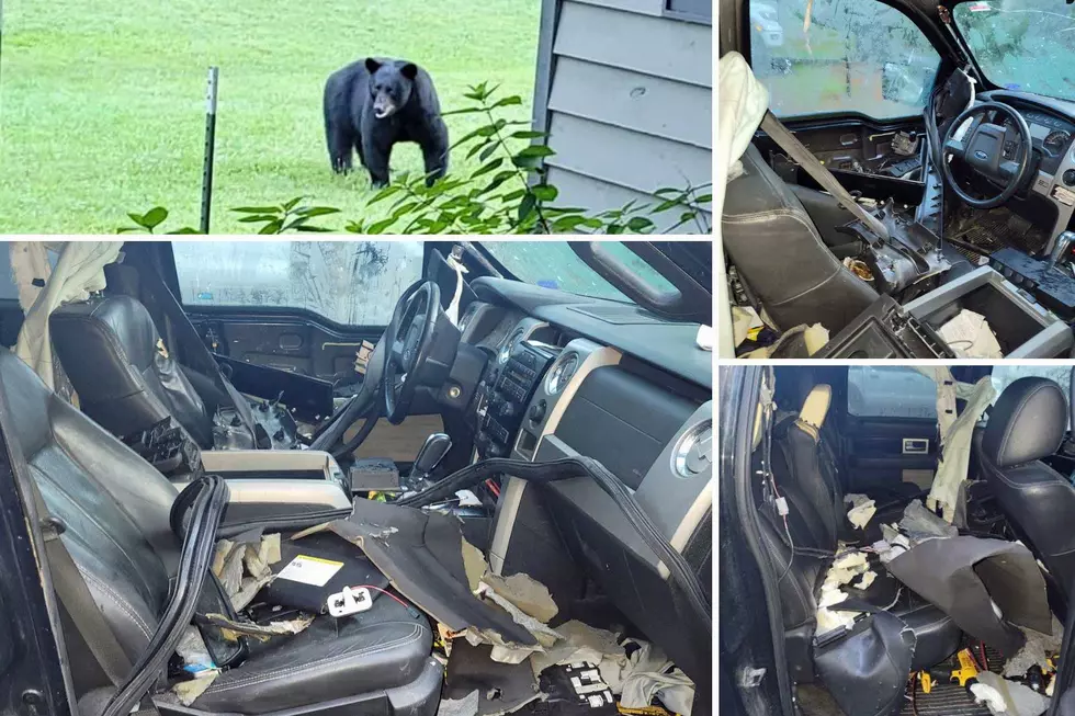 Did a Bear Get Locked in a Car in West Michigan?