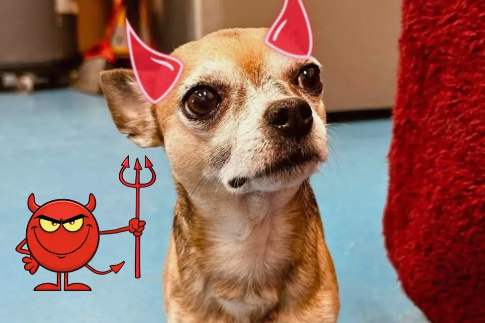 Local Animal Shelter is Brutally Honest about a Demon Dog