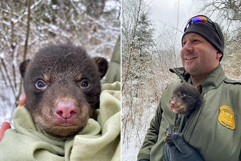A Dream Job: Be a Bear Cub Cuddler for the Michigan DNR
