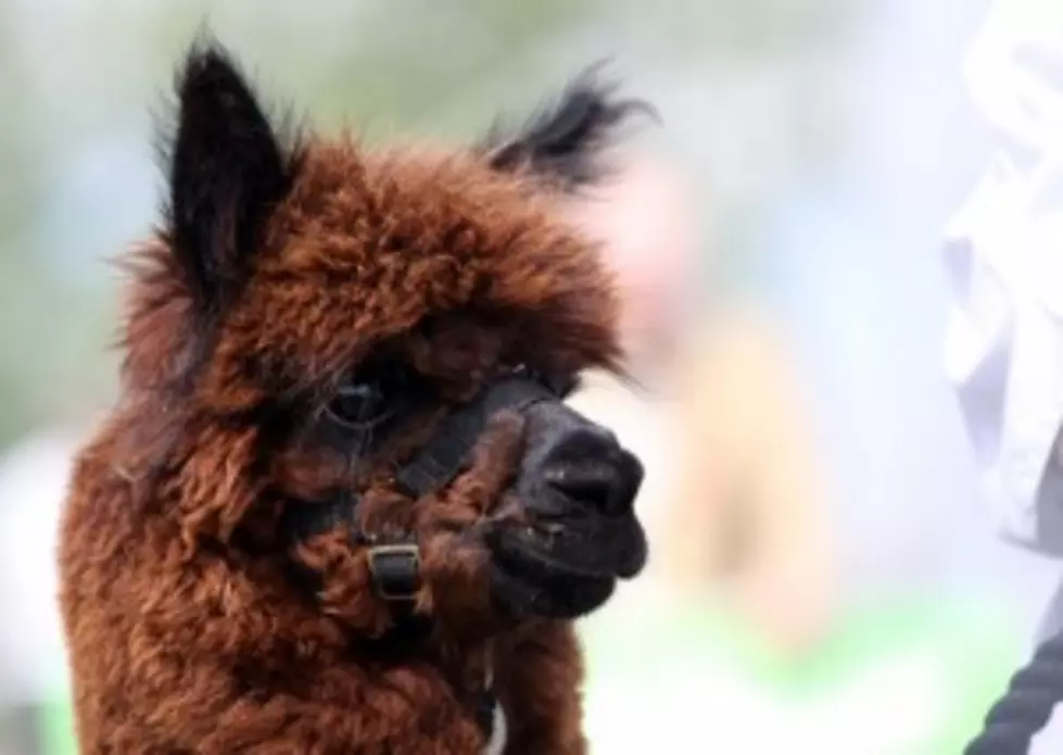 Llamas and Alpacas are closer than you think