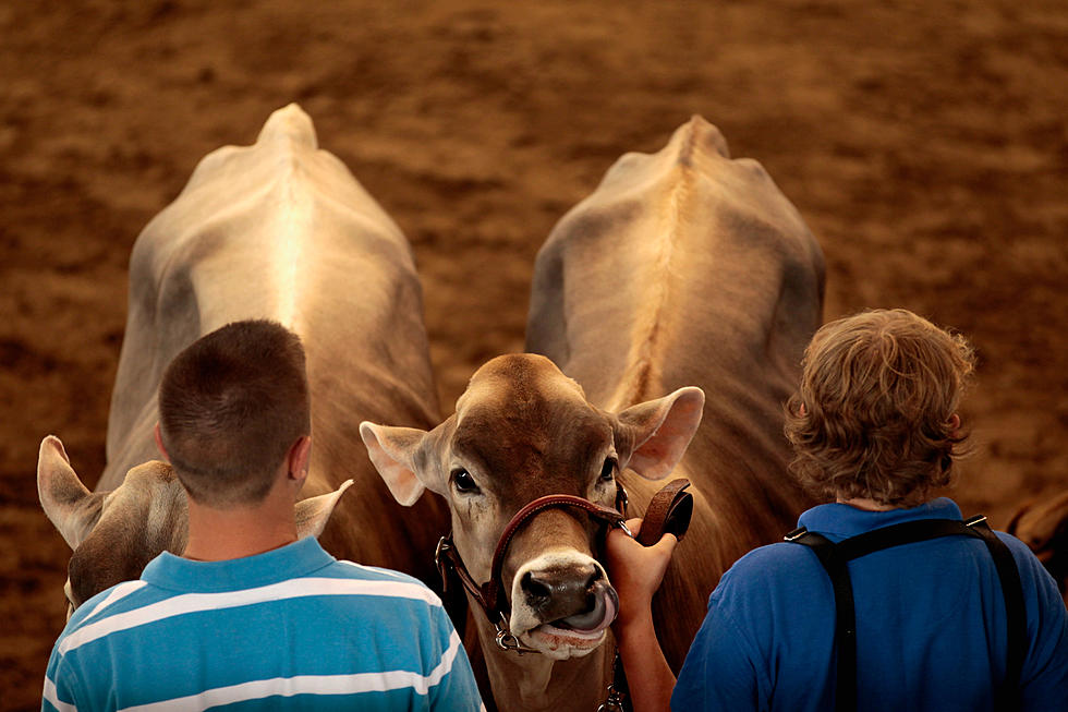 Lee County, Iowa Fair Underway