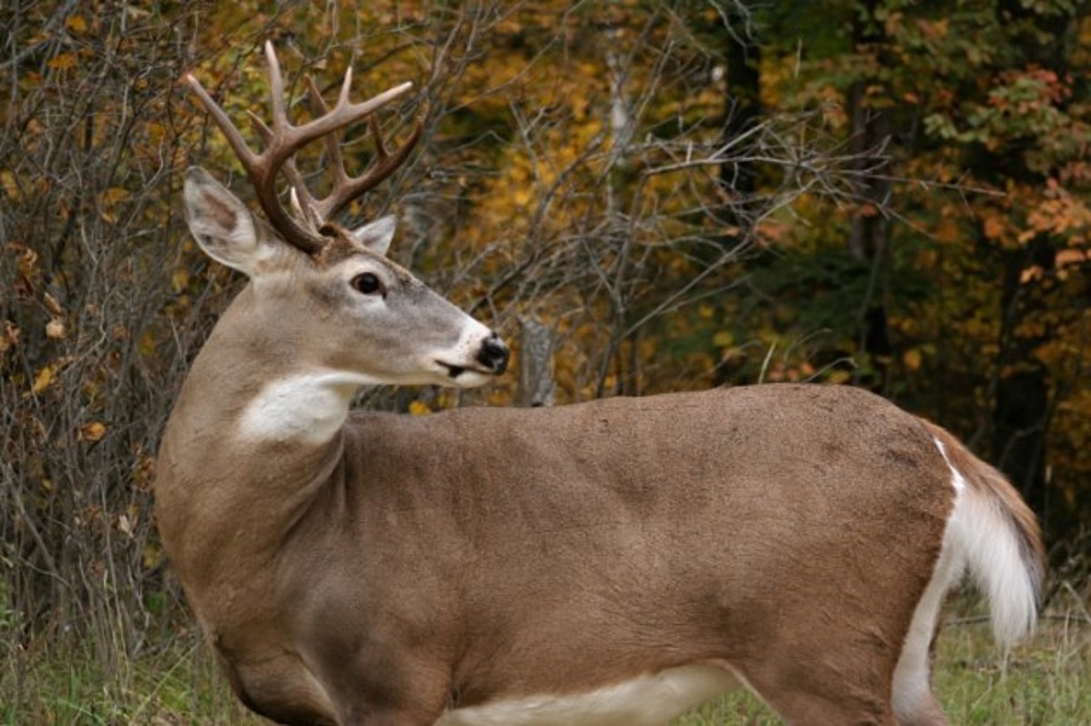 Illinois Counties to be Affected by Deer Season Regulations