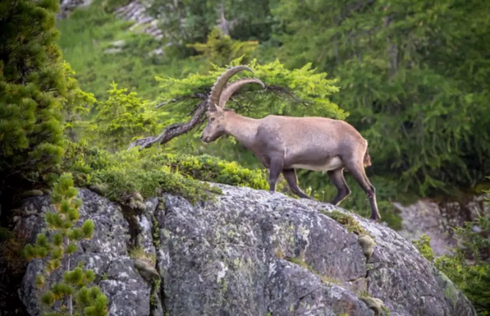 How Many Mountain Goats Do You See? You Aren&#8217;t Even Close