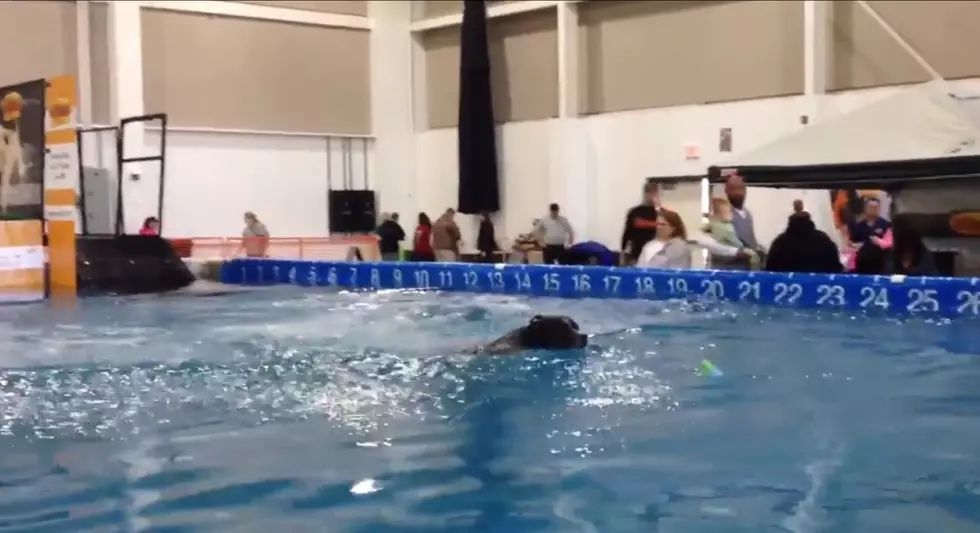 DockDogs Debut in Quincy at The Great Outdoors Show [Watch]