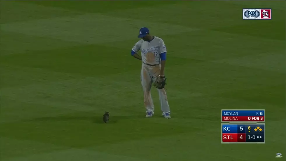 Rally Cat Fills in for Squirrel To Help Cardinals Win