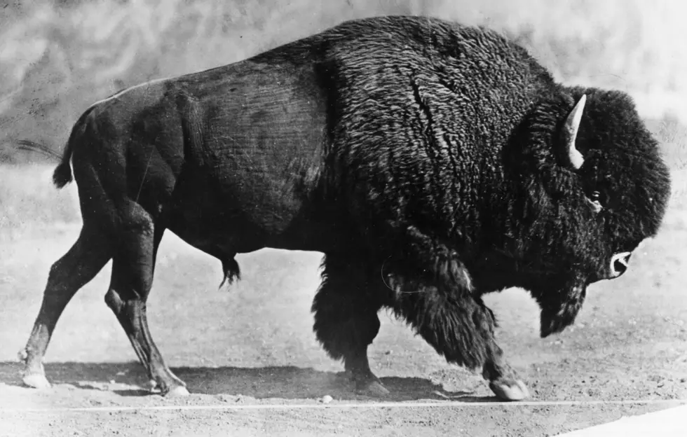 Today I Learned: Buffalo Are Fish