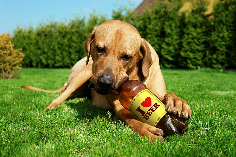 Man's Best Friend Is Now Man's Best Drinking Buddy With Dog Beer