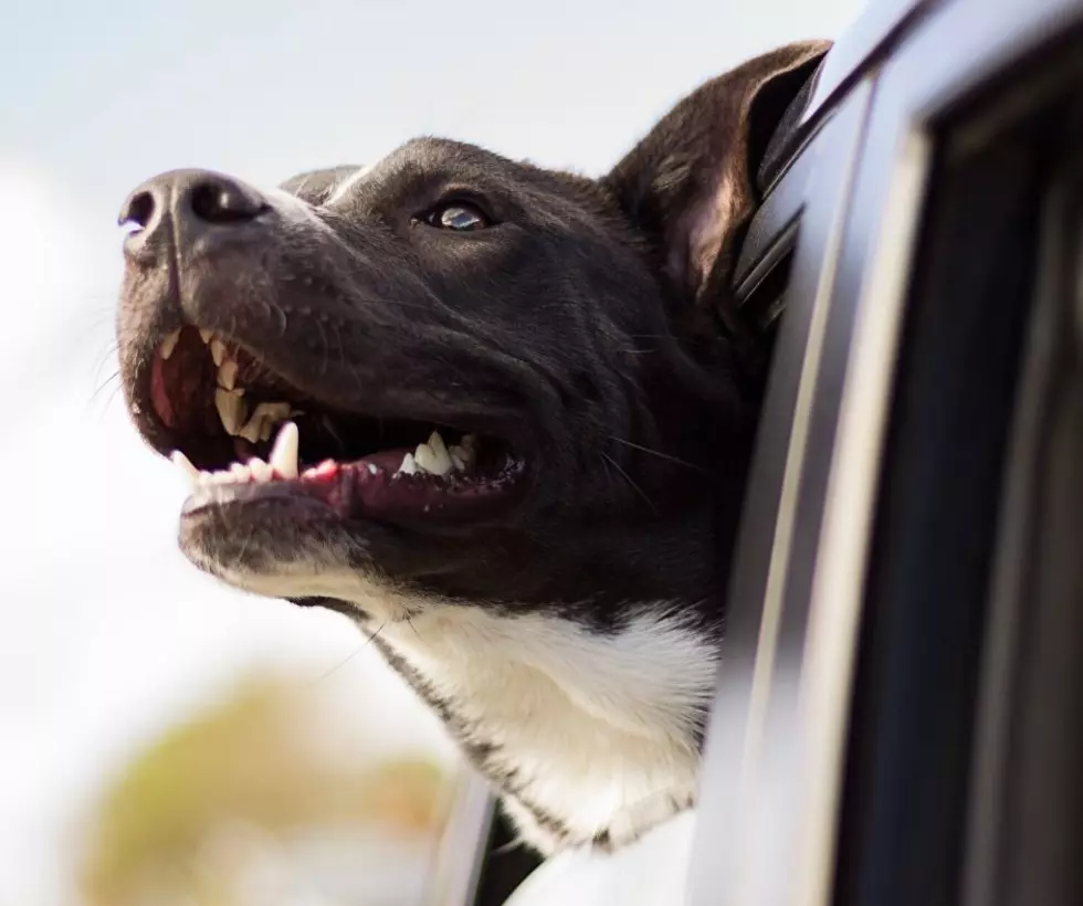 Call 911 to Help Dog in a Hot Car in Illinois
