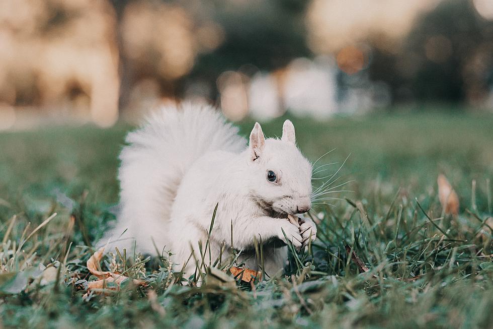 A Small Illinois Town has these insanely odd White Squirrels