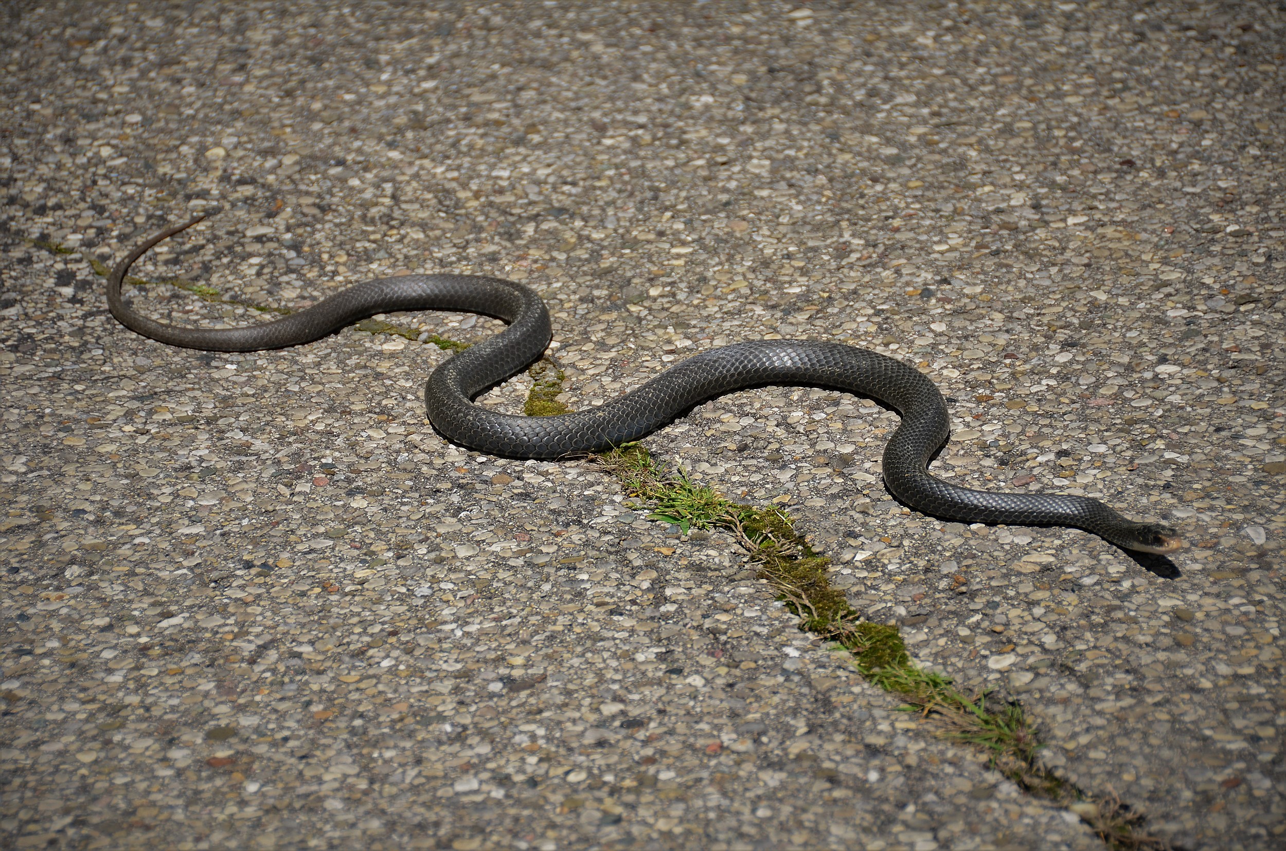 This Week in Google News Alerts: 'Snakes Found' - Atlas Obscura