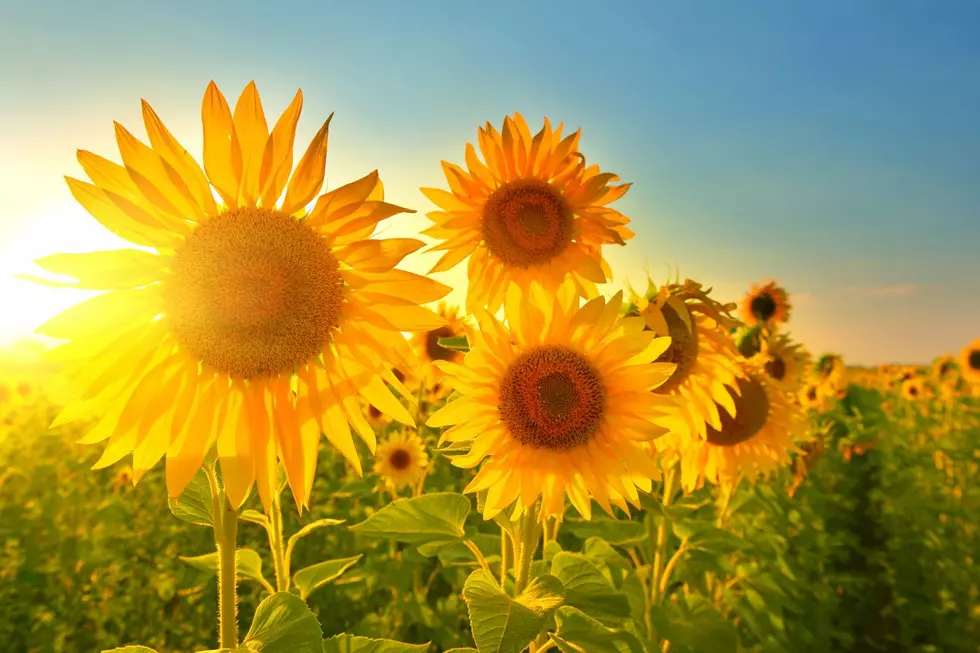 10 of The Must See Sunflower Farms in Illinois You Have To Visit