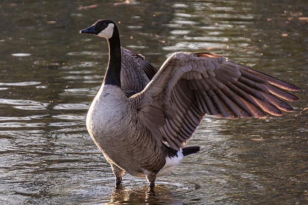 Strange but True Missouri is Home to the World’s Largest Goose