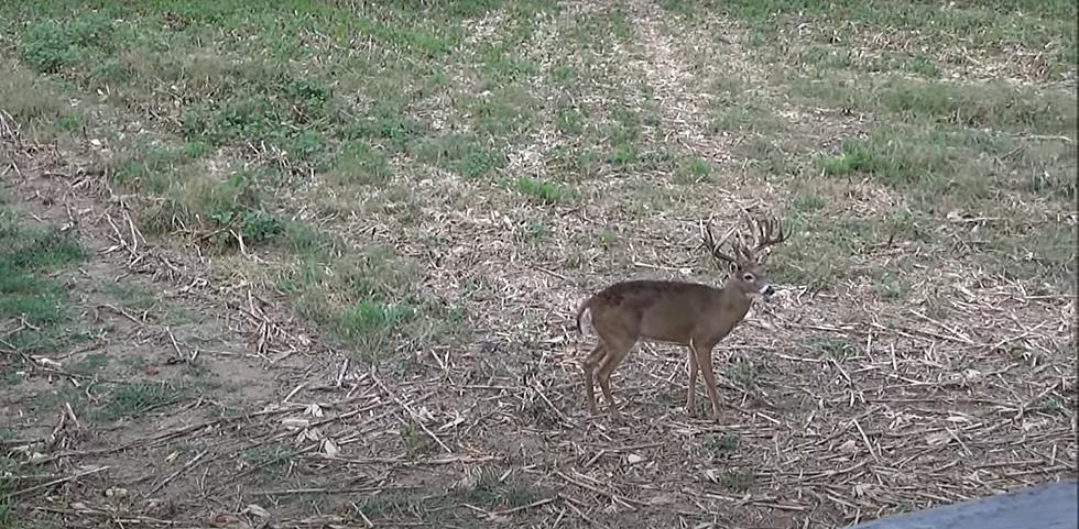 Two Giant Deer Caught on Video in an Illinois Corn Field