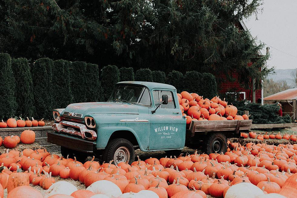 Pumpkin Patches, Halloween Fun, and Fall Festivals To Check Out in The Tri-States