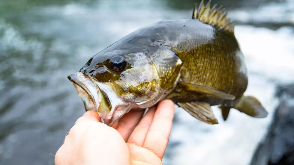 Video of a fisherman catching a massive fish in Downtown Chicago