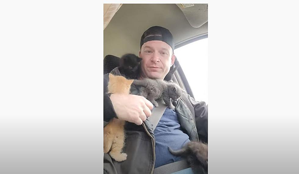 Watch Kittens Climb All Over Illinois Man Who Rescued Them