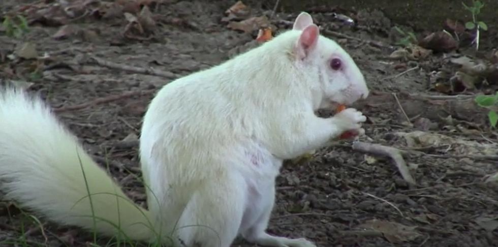 Have you seen video of the Ghost White Squirrels in Illinois?