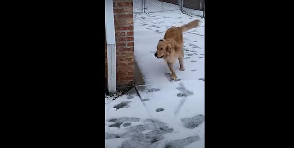 Watch Illinois Dog Get Excited Seeing Snow For the First Time