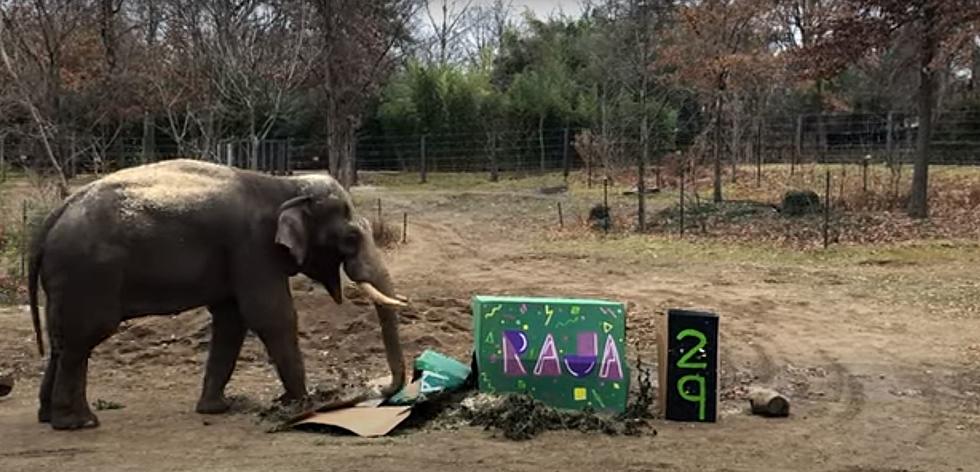 Watch St. Louis Zoo Elephant Celebrate His 29th Birthday in Style