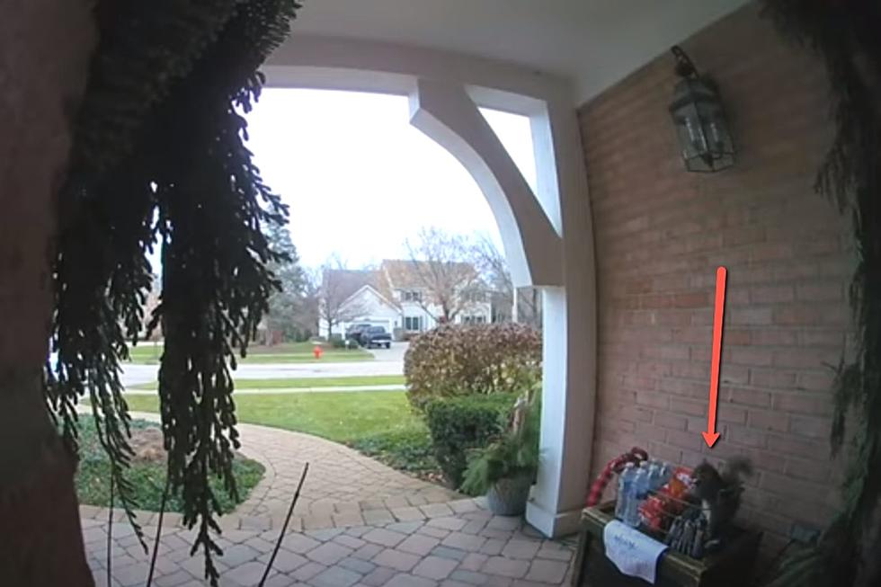 Watch Sneaky Squirrel Steal Candy From Homeowners Front Porch