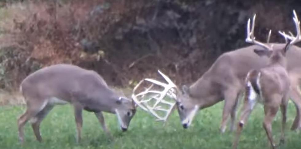 Video of Three Giant Whitetail Deer roaming through Illinois