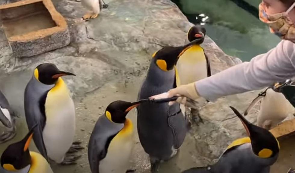 Watch Adorable St. Louis Zoo Penguins Go For A Winter Stroll