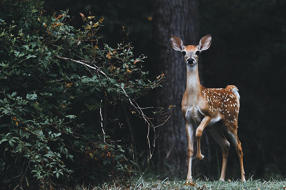 How Many Deer will Killed in Missouri during Hunting Season?