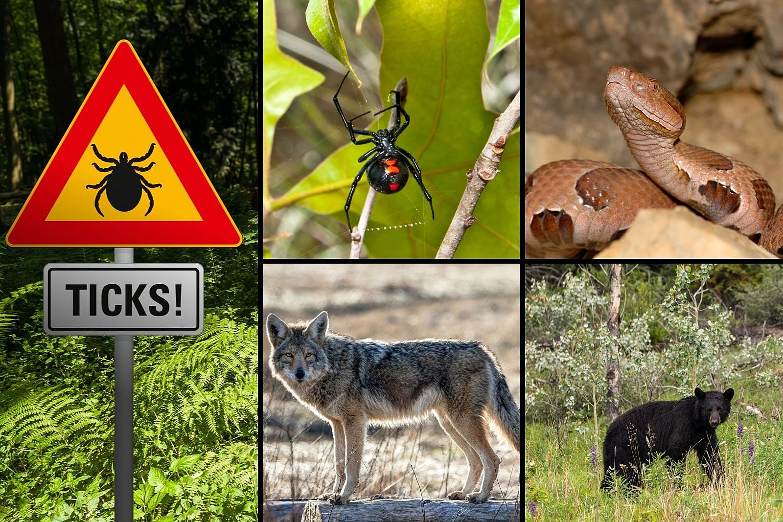 5 of the Most Dangerous Animals in Missouri To Stay Way From
