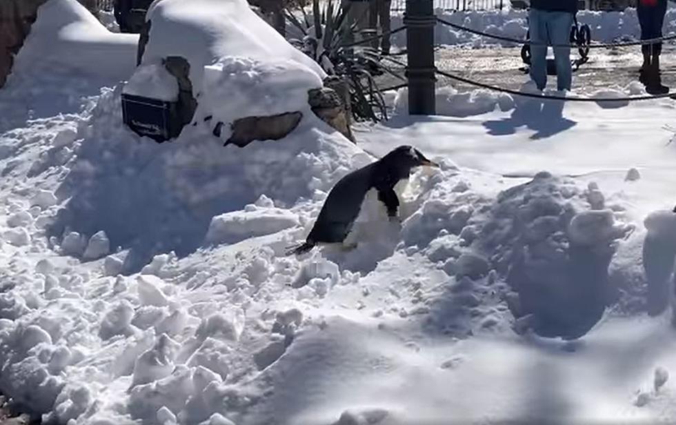Watch Cute Video of Some St. Louis Zoo Penguins Play in the Snow