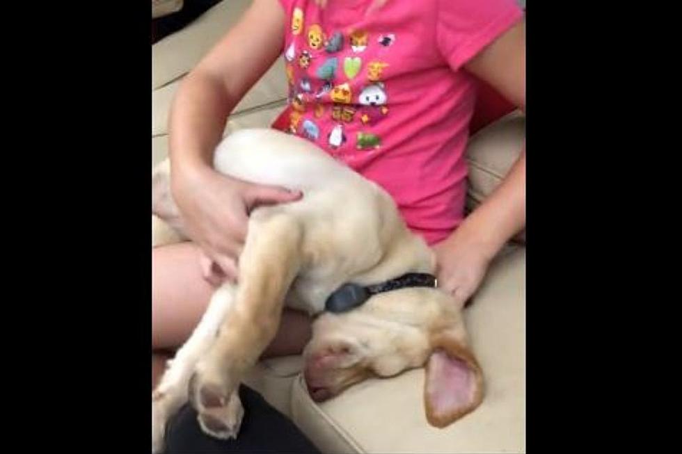 Watch As Adorable Puppy Sleeps Soundly in Owners Arms