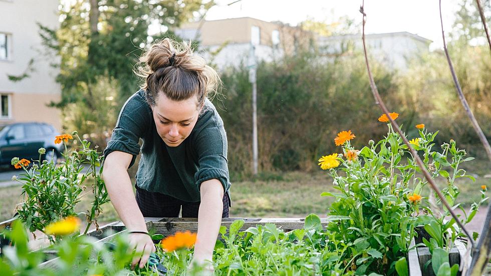 One Missouri City named Best City for Urban Gardening in 2022