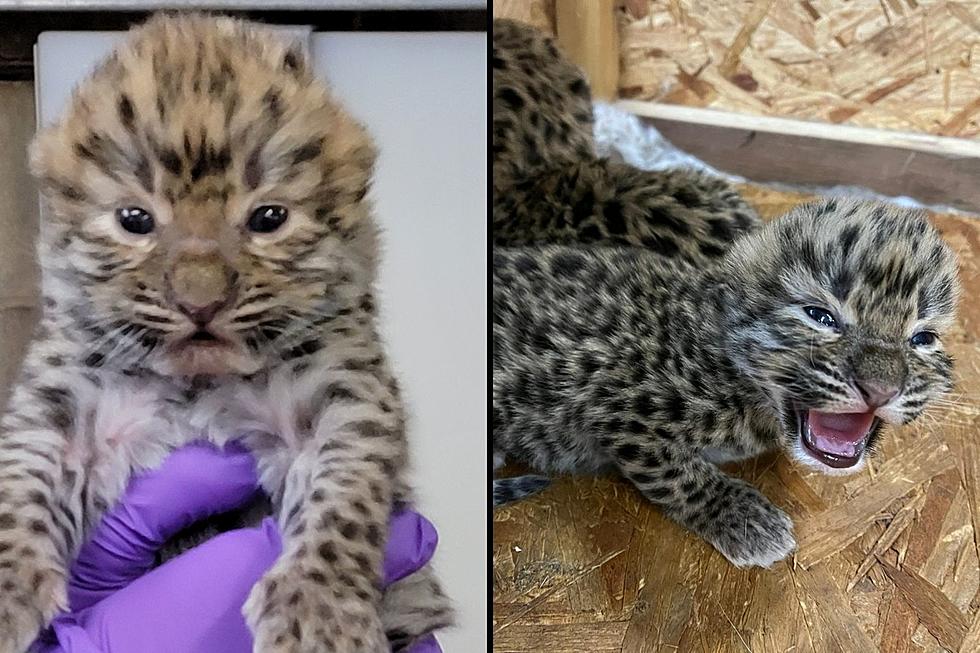 Illinois Zoo Announces Birth of Two Critically Endangered Cats