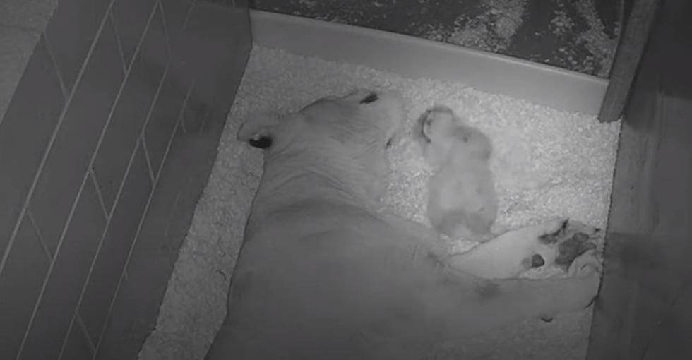 Newborn Lion Cub at Illinois Zoo Makes Us Want to Nap and Cuddle