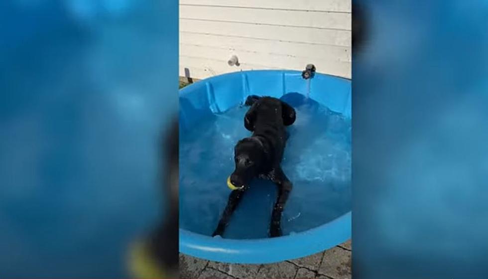 Black Lab Puppy in Illinois Goes Crazy Over His New Pool